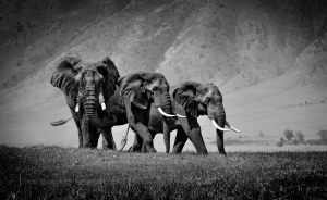 15770_Fotograf_Michael Johansen_Elephants Ngorongoro_